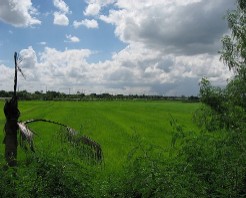 餅米作っている統合的農業の水田