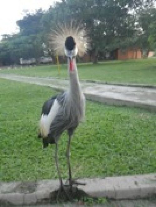 Crested Crane ホオジロカンムリヅル