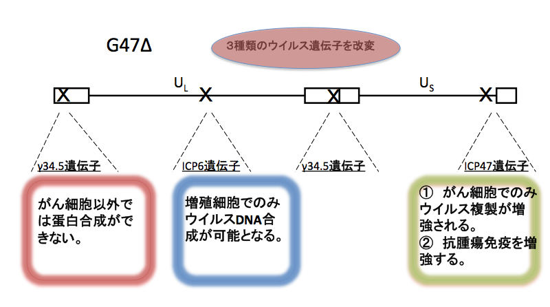 図1:ウイルス遺伝子を改変したがん治療用ウイルス