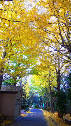 20071206-01.jpg