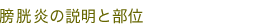 膀胱炎の説明と部位
