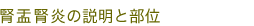 腎盂腎炎の説明と部位