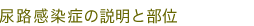 尿路感染症の説明と部位