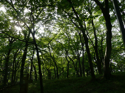 井の頭公園