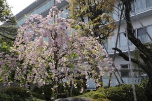 第1病棟としだれ桜