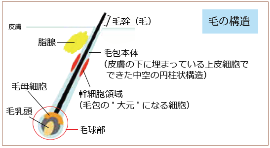 毛の構造